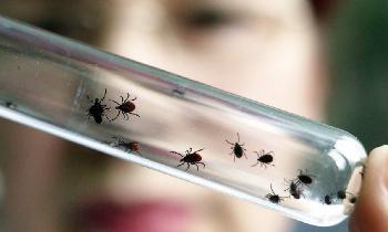 Как защититься от укуса клеща. О ситуации с клещами в Ленобласти