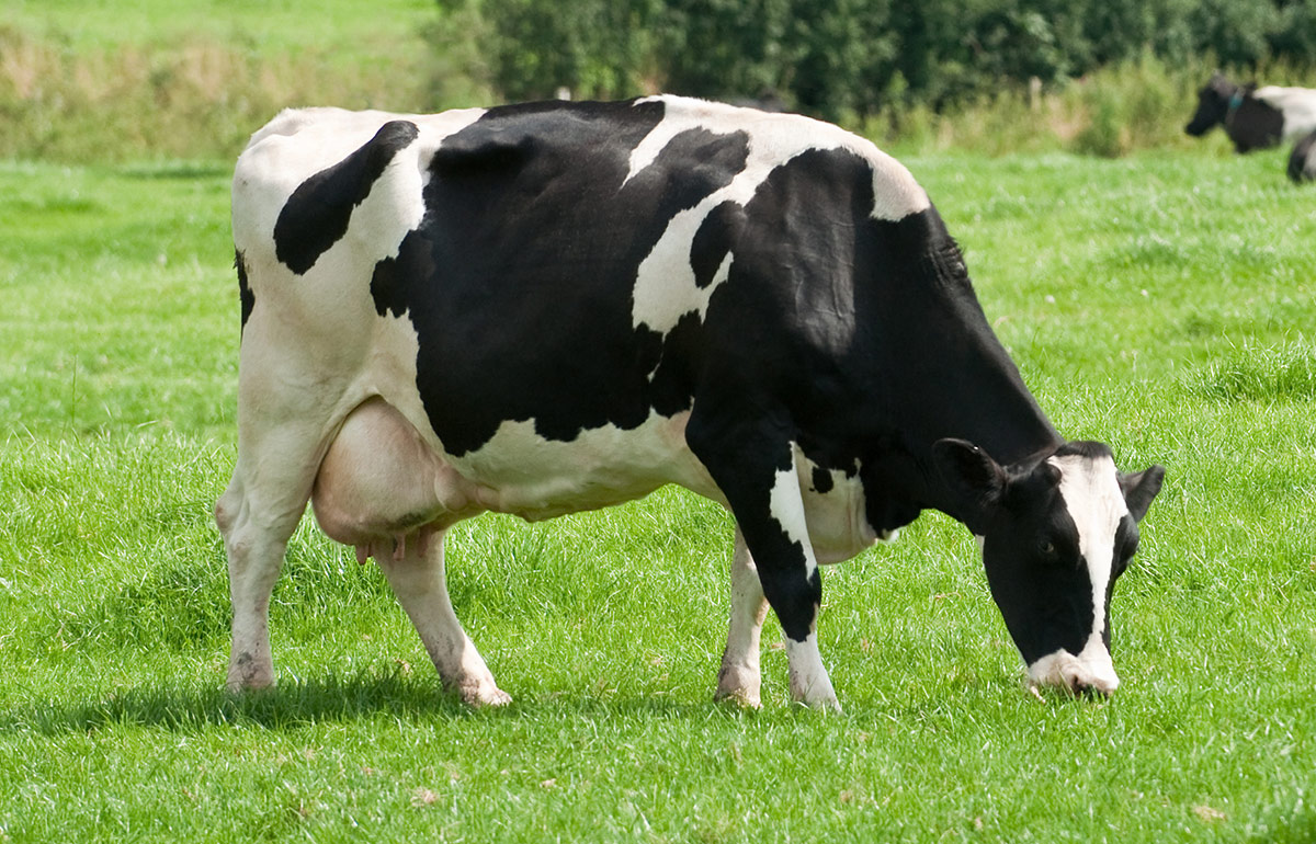 Энергетики ответят за гибель коровы Зины