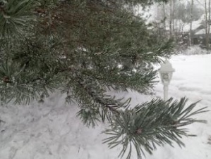Кабы не было зимы. Прогноз погоды в СПб и Ленобласти