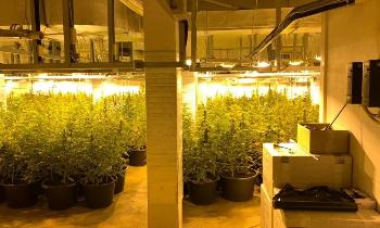 Коноплю выращивали в СНТ «Симагинское»