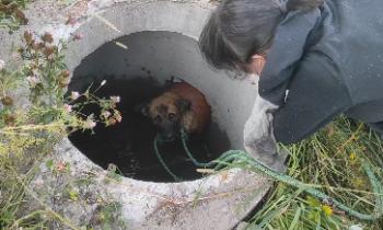 Двух собак спасли из люков в Гатчинском районе