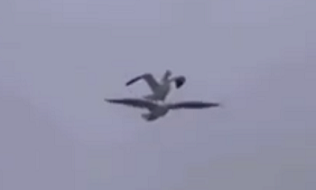 Чайка прокатилась на чайке