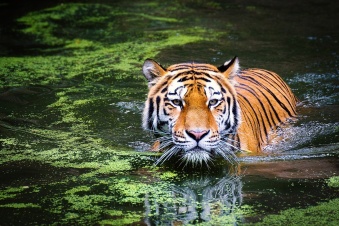 Как ни крути, тигр всегда полосатый