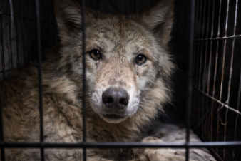 Человек волку…друг