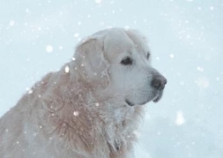 А снег идёт, а снег идёт, и всё вокруг чего-то ждёт... Прогноз погоды