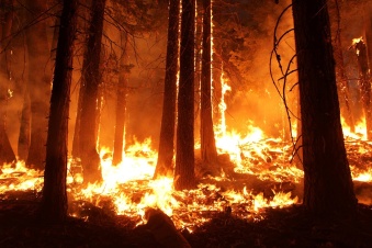 Береги лес от пожара