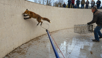 Лиса на мели, или как спасали рыжую паркурщицу в Отрадном