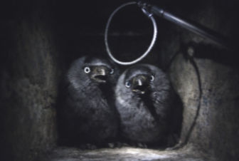 Когда ждут тапки или Две подружки в тесной однушке