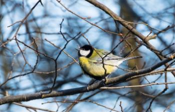 Весна идет – весне дорогу! Прогноз погоды в СПб и Ленобласти