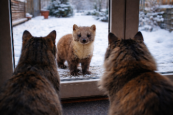 Стеклопакет спас куницу от домашних хищниц